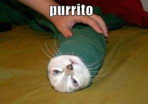 mexican-cat