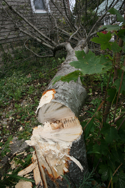 The Apple Tree